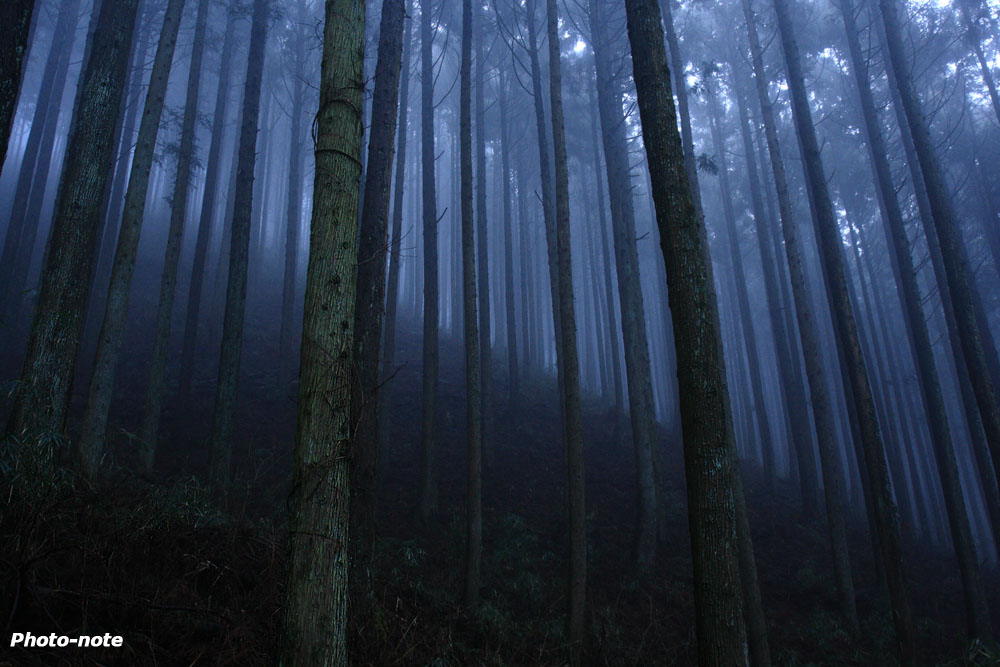 霧の杉林
