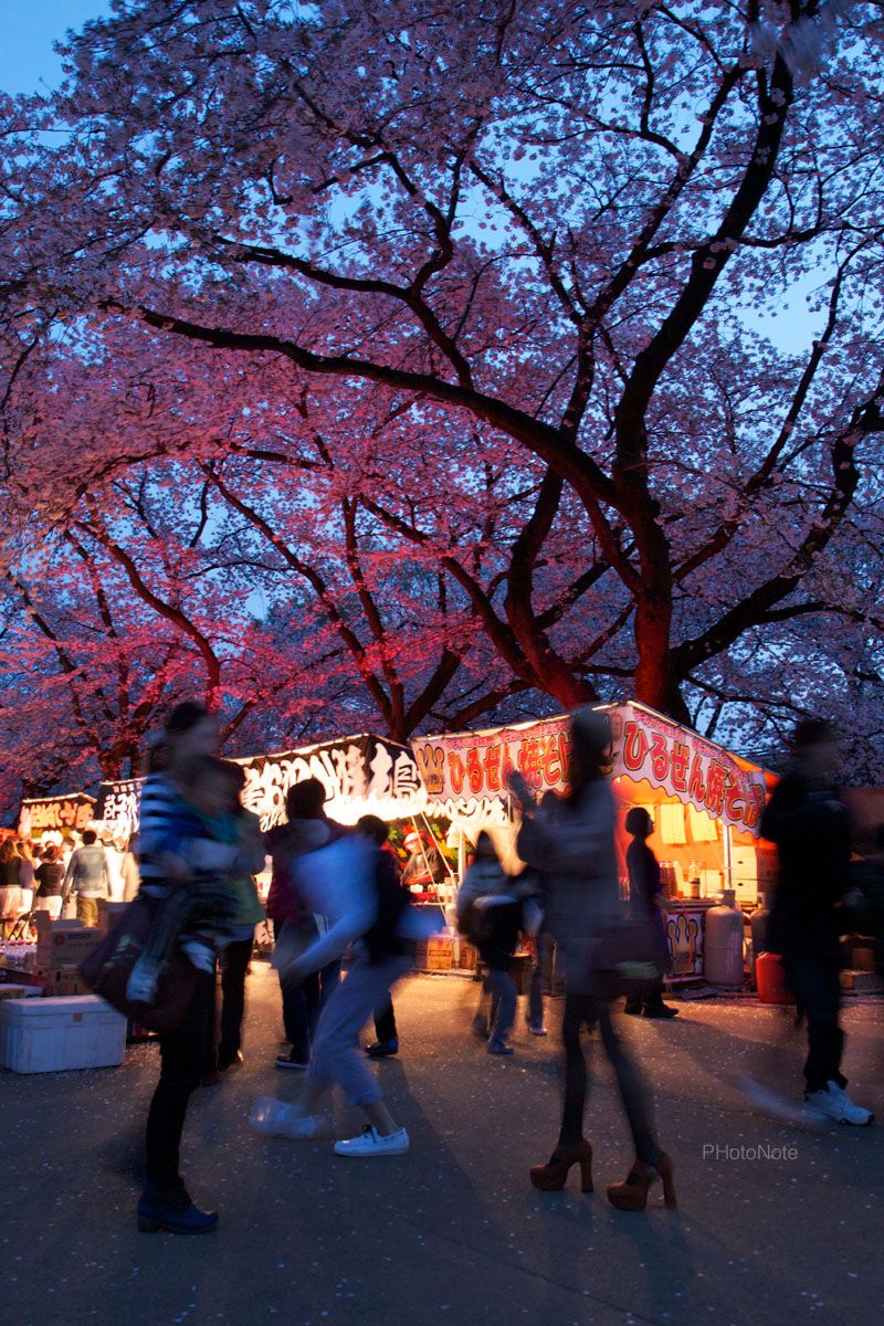 桜祭りの宵