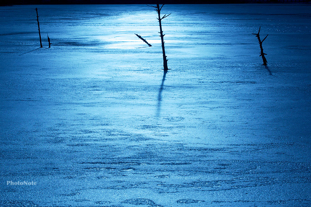 Trees on ice