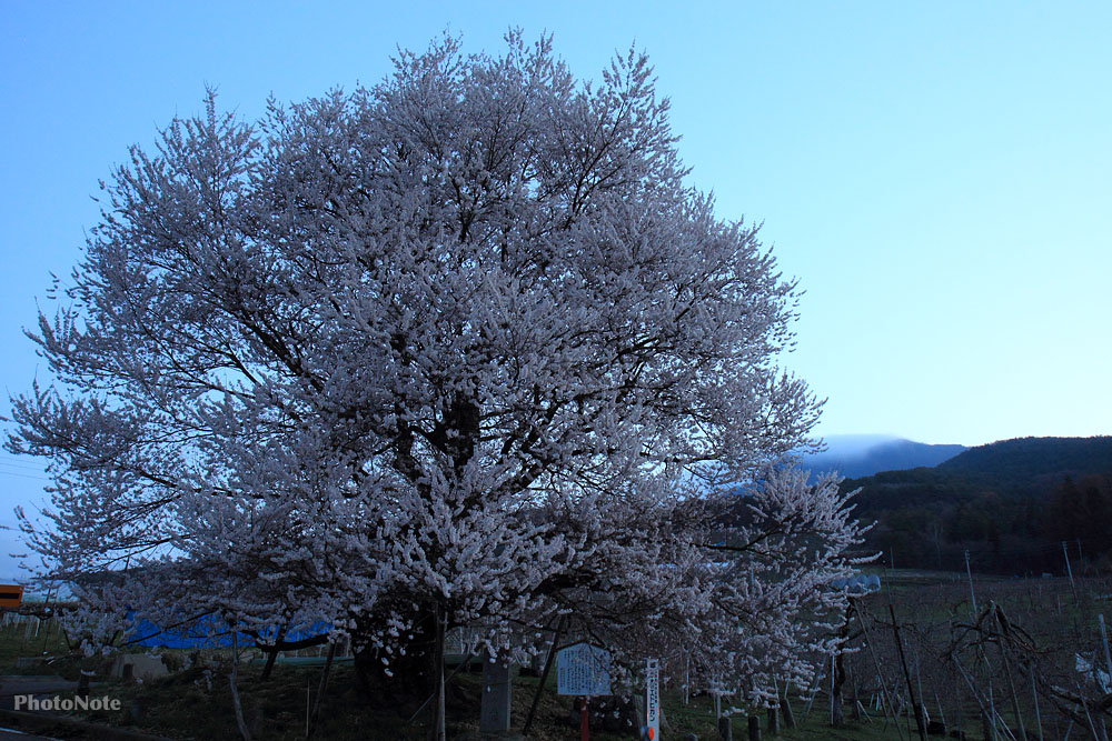 宇木の千歳桜