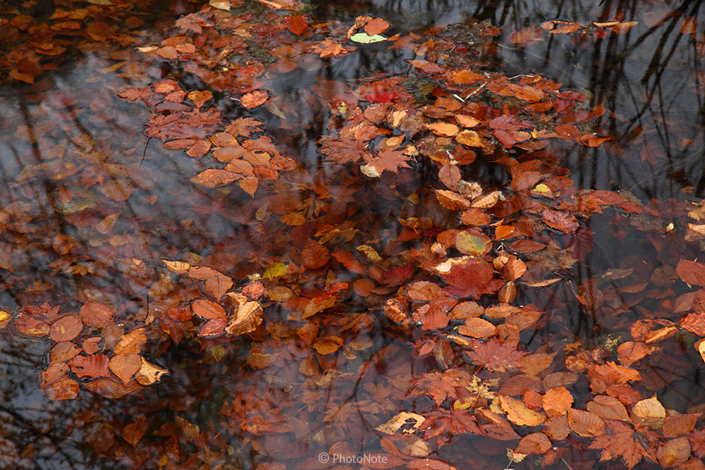 落葉の池