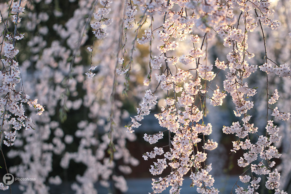 朝の枝垂れ桜