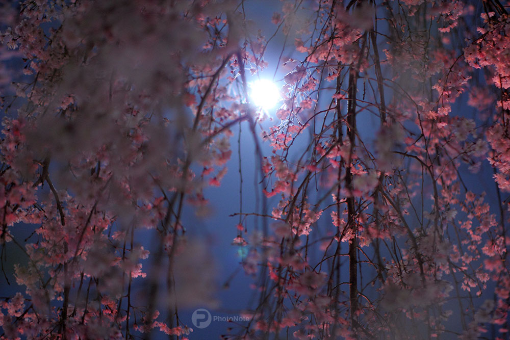 月夜桜１