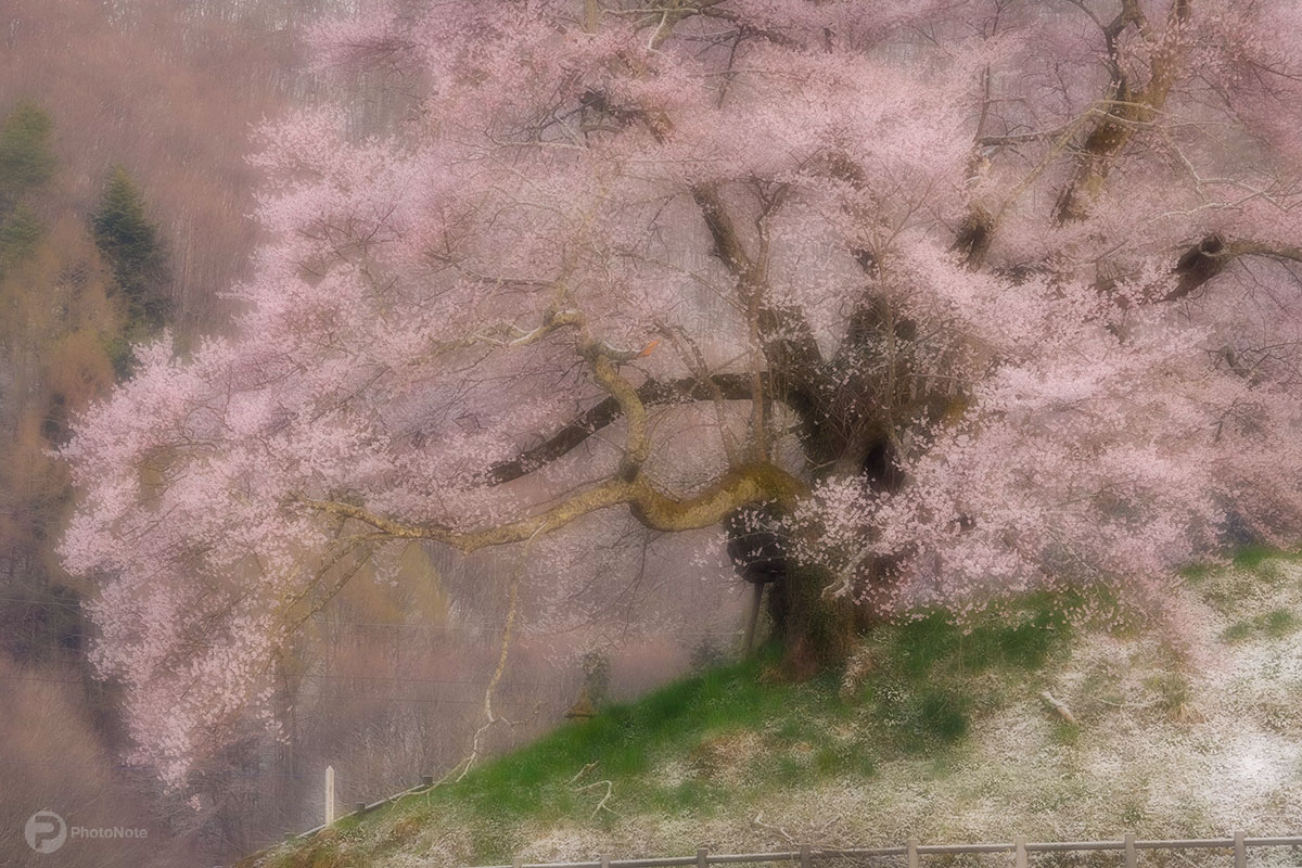 Sweet cherry blossoms