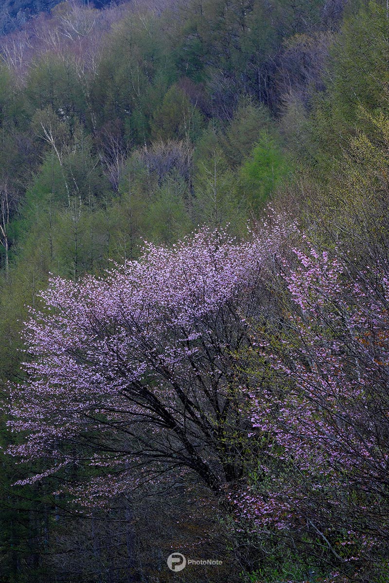 新緑に咲く山桜