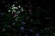 秋海堂と山紫陽花