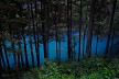 樹間の青い川