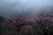 雨の枝垂れ桜