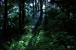 光の交わる森