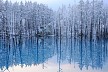 新雪の青い池