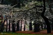 松林の桜
