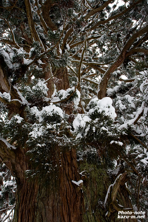 雪化粧の大杉