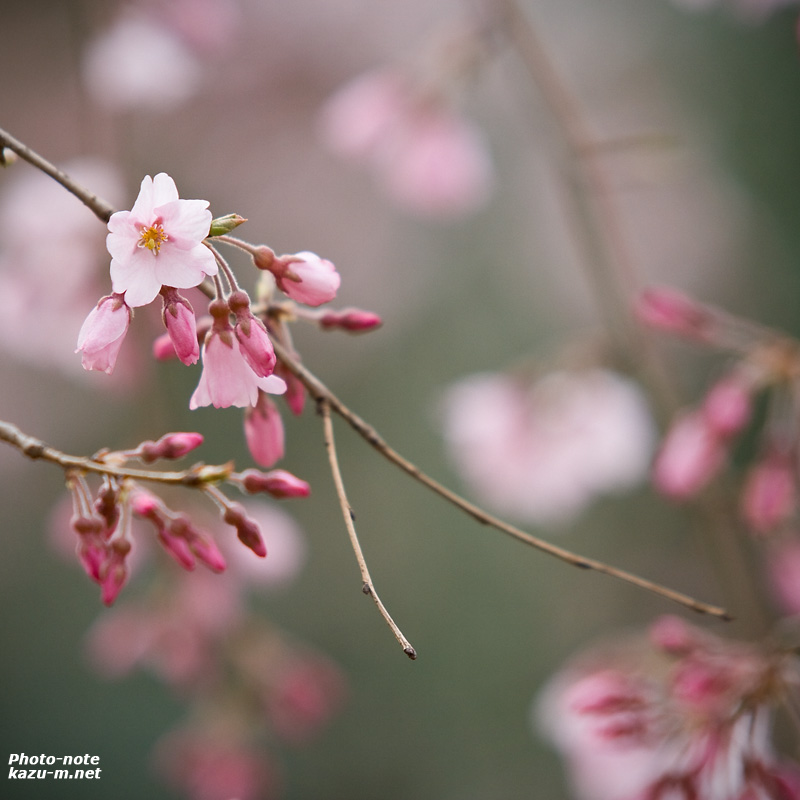 桜の楽しみ