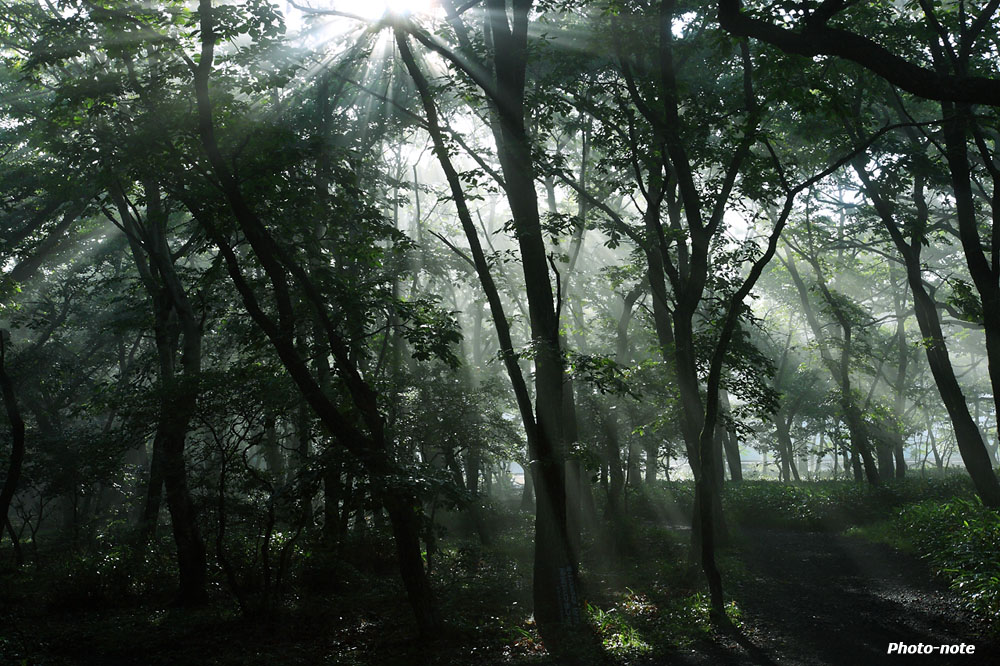 朝日の森