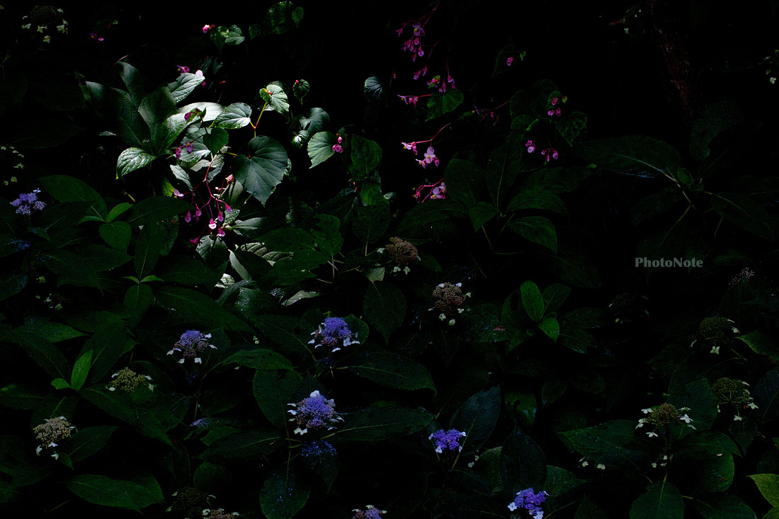 秋海堂と山紫陽花