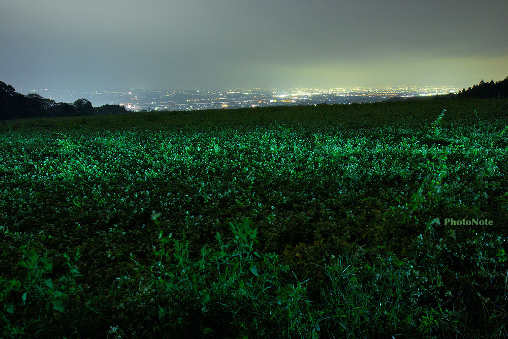 夜の蕎麦畑