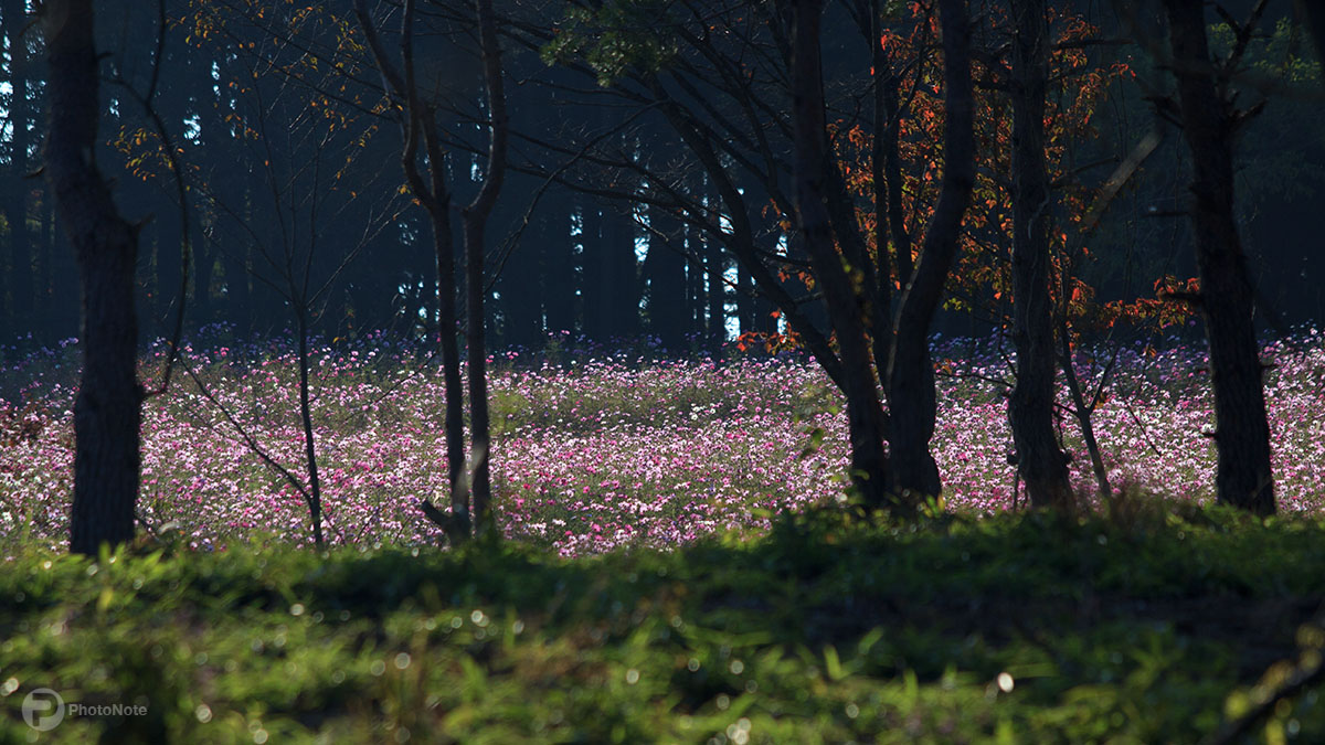 樹間の秋桜畑
