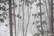 雪霧の雑木林