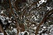 雪化粧の大杉