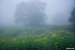 霧のオミナエシ