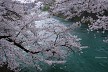 広瀬川の桜