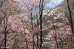 桜咲く山道