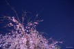夢桜
