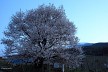 宇木の千歳桜