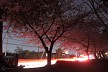 街道沿いの桜