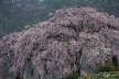 野辺の枝垂れ桜