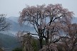 安曇野の一本桜