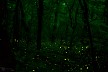 騒めく森のヒメボタル