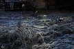霜の庭
