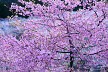 薄明の桜