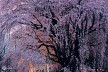 黄昏桜