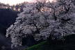 黄昏の丘に立つ桜