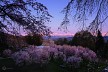 明ける桜の里