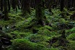 苔の林床
