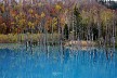 紅葉の青い池