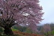 雨の天王桜